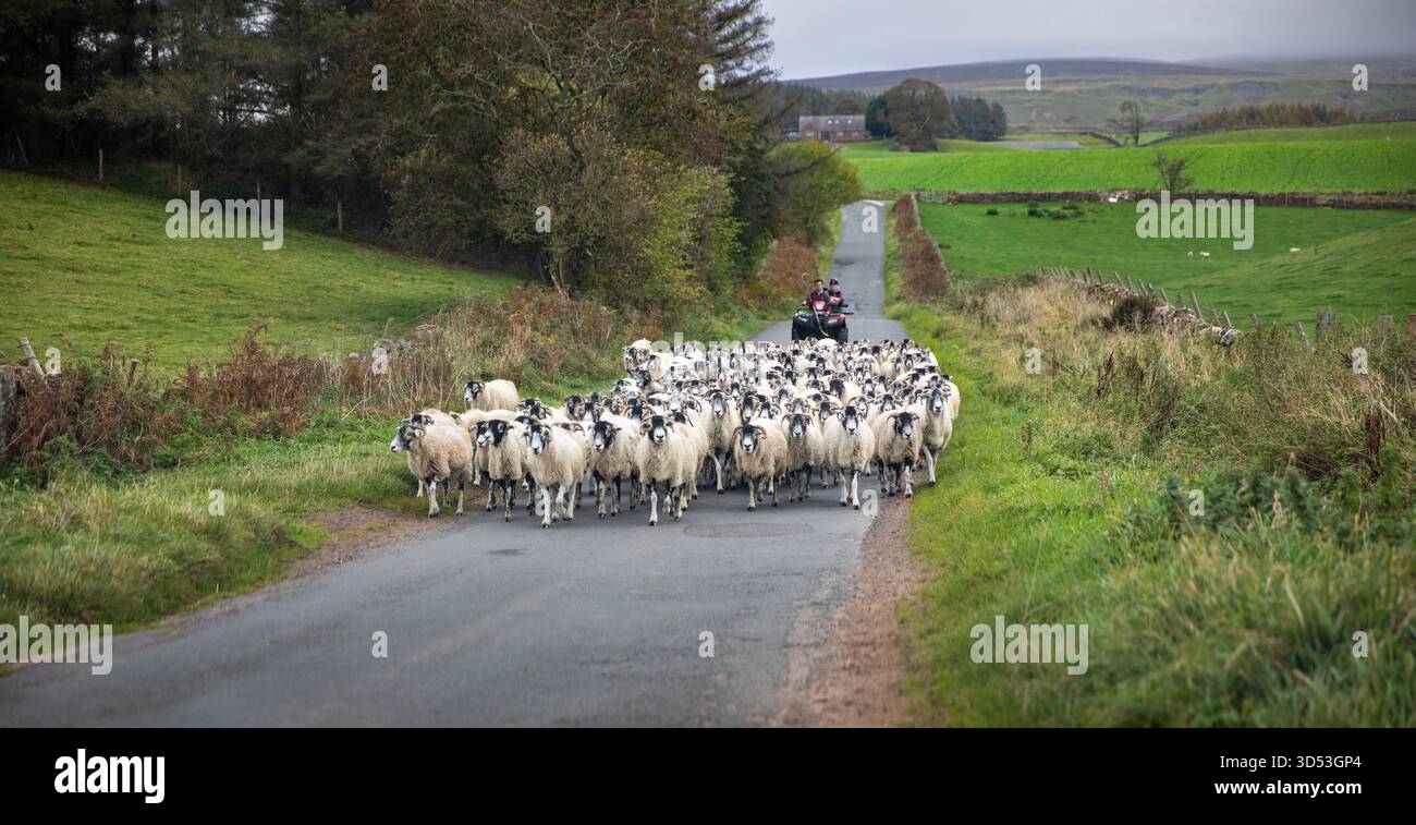 Moutons conduits le long d'une route de campagne dans le Lake District, Cumbria, Angleterre, Royaume-Uni Banque D'Images