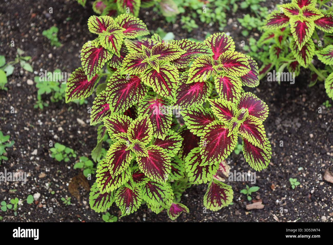 gros plan macro plante unique avec des feuilles de violet marron rouge foncé bordées de vert citron Banque D'Images