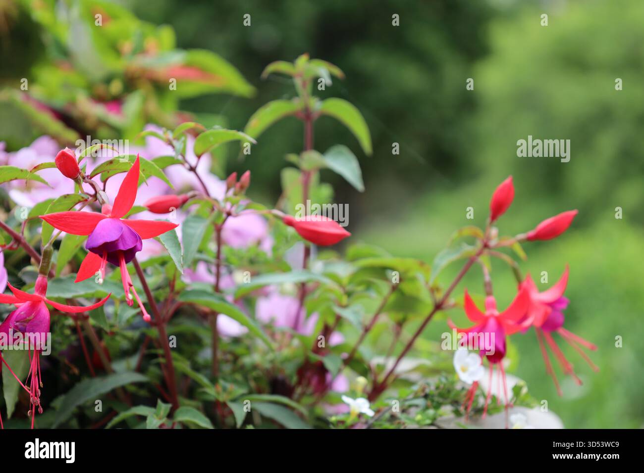 gros plan macro rouge fleurs à quatre pointes, fleur intérieure violette, longues étamines, bourgeons, été Banque D'Images