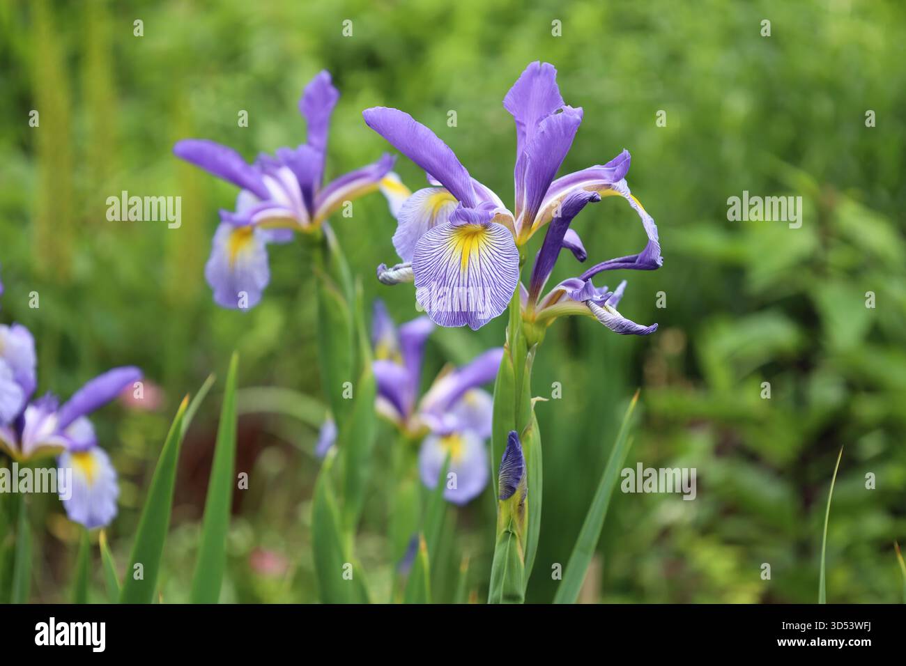 gros plan macro violet blanc doré jaune sur un feuillage vert foncé dense Banque D'Images