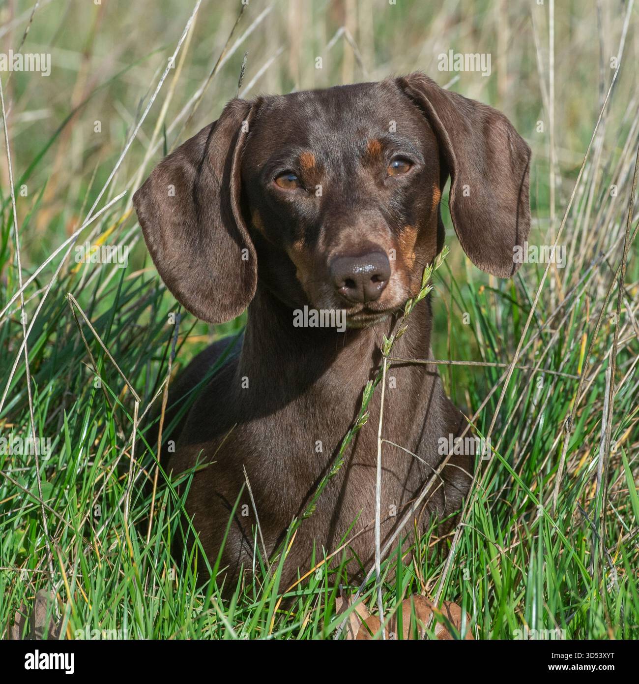 teckel miniature en herbe longue Banque D'Images