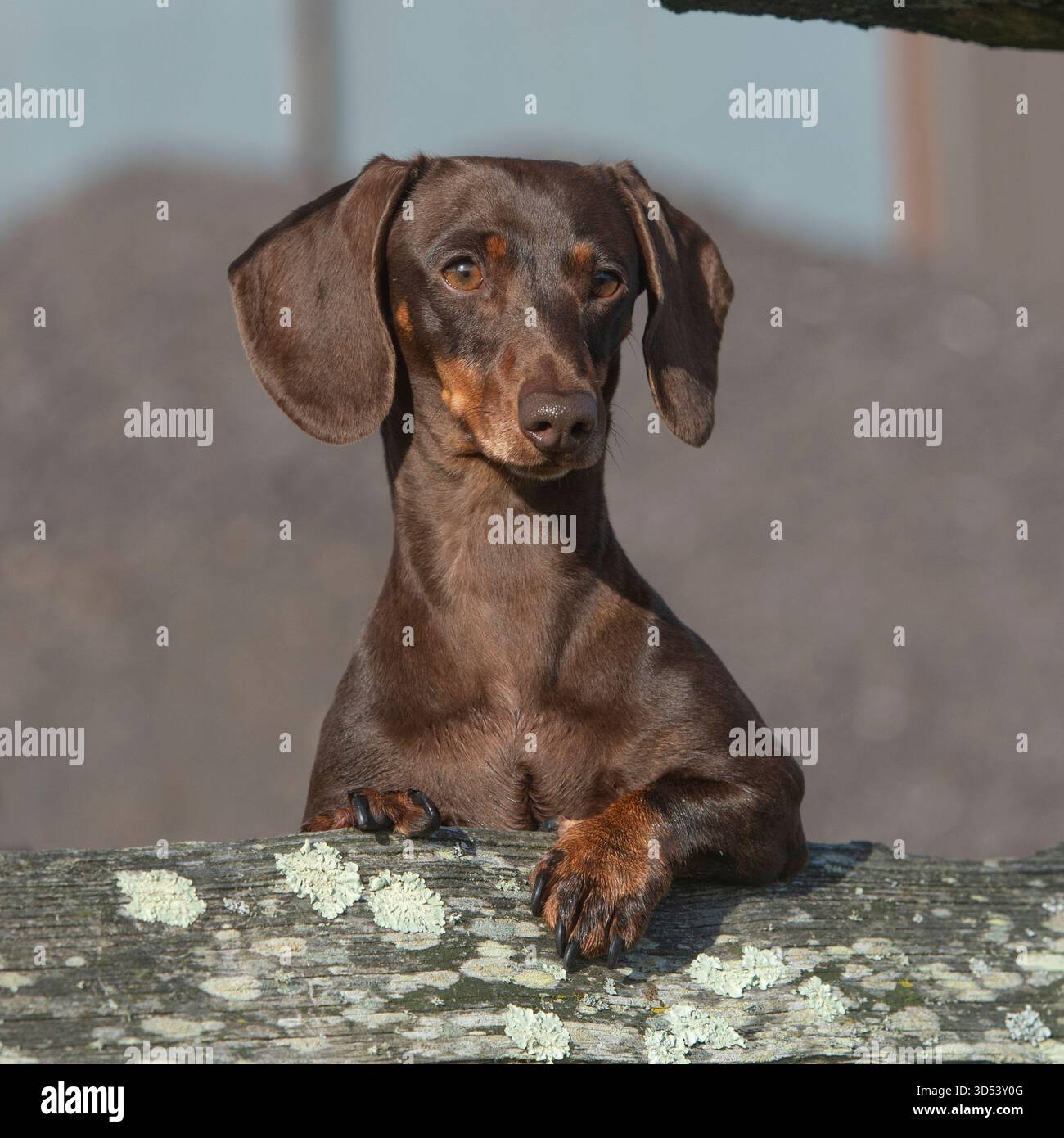 chien teckel miniature regardant au-dessus d'une clôture Banque D'Images