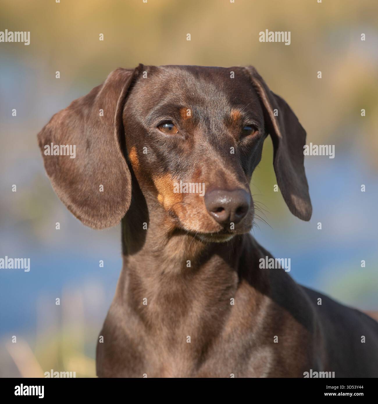 chien teckel miniature en gros plan Banque D'Images