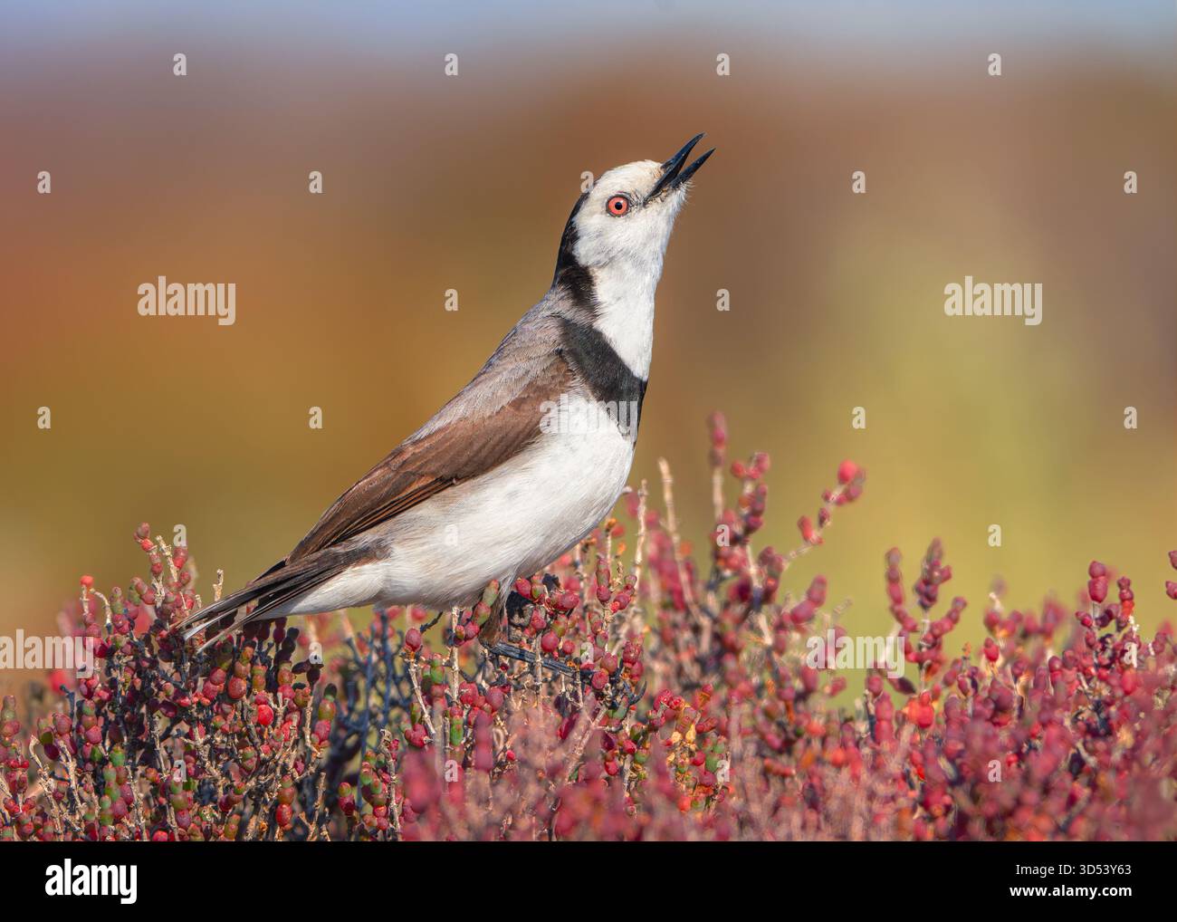 Vue latérale rapprochée d'un chat à front blanc (Epthianura albifrons) appelant vigoureusement du sommet d'un habitat de marais salants (Tecticornia arbuscula), Victoria, Australie Banque D'Images