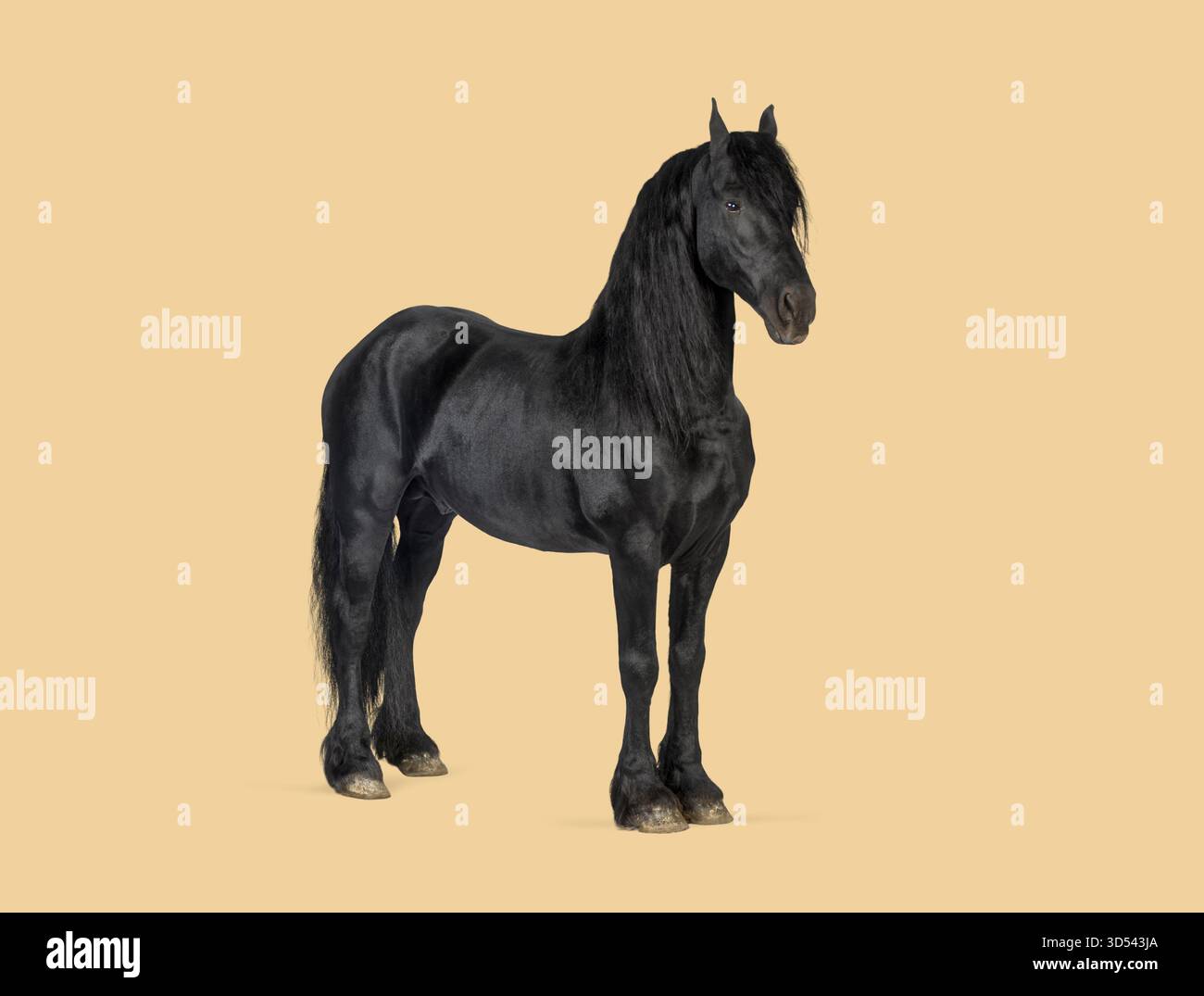 Cheval frison noir debout sur un fond clair, regardant, fort et élégant Banque D'Images
