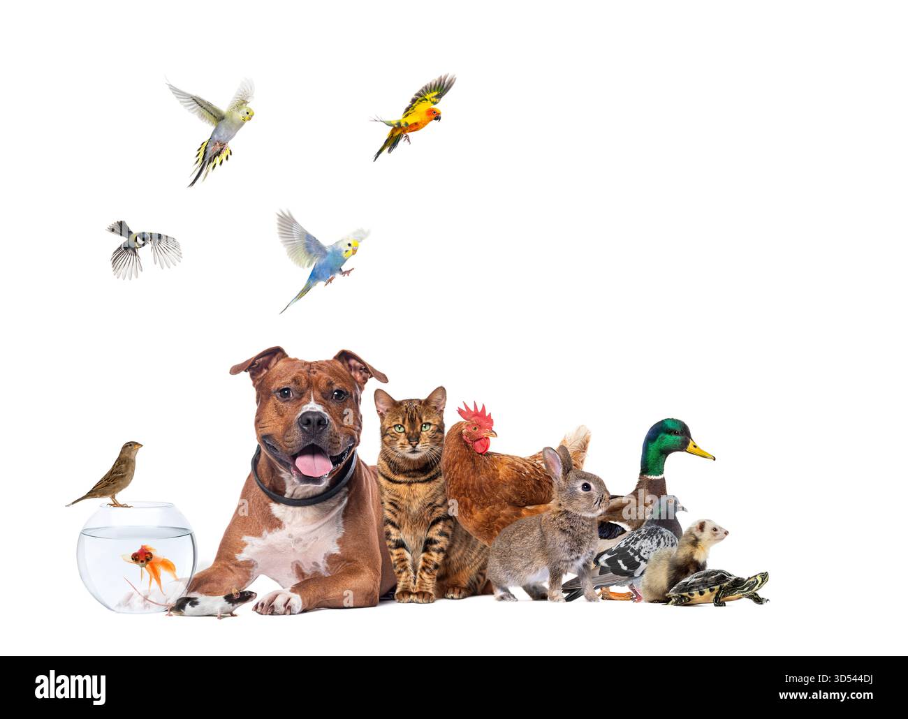 Groupe de divers animaux de compagnie et animaux de ferme debout, volant et nageant ensemble Banque D'Images