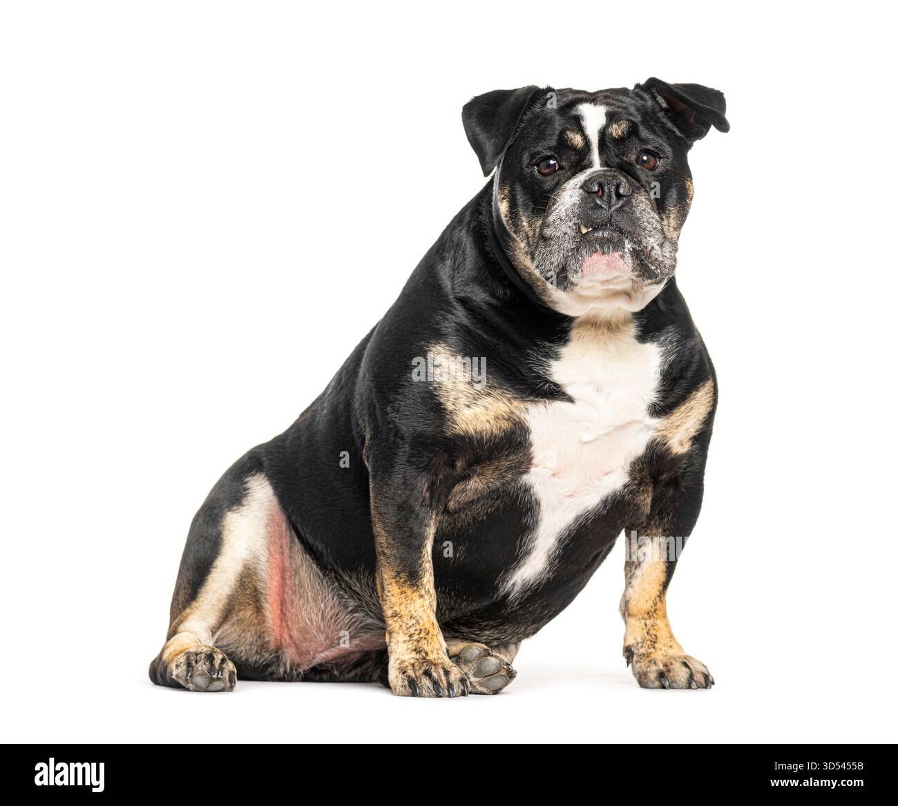 Vieux Bulldog anglais assis et regardant vers l'avant, isolé sur blanc Banque D'Images