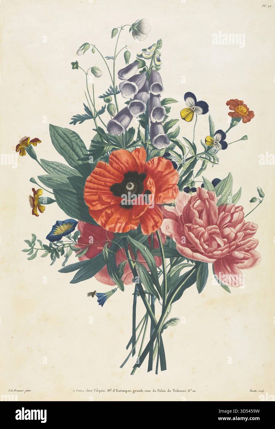 Collection de fleurs et de fruits peints d'après nature bouquet de Foxglove, Clematis, Pansy, pivoine, Coquelicot, et Yellow Day Lily de Louis Charles Ruotte Illustration de Vecteur