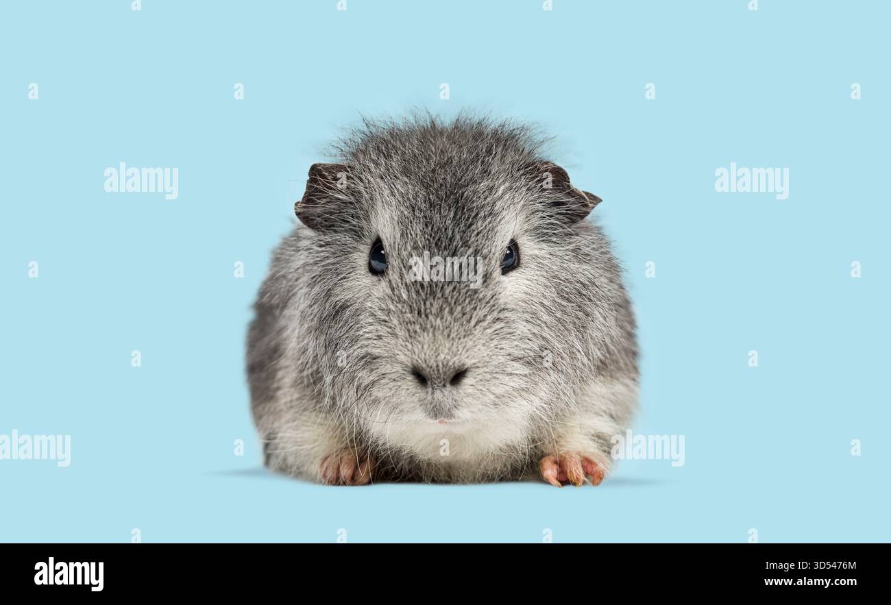 Cobaye gris et blanc assis, regardant droit devant Banque D'Images