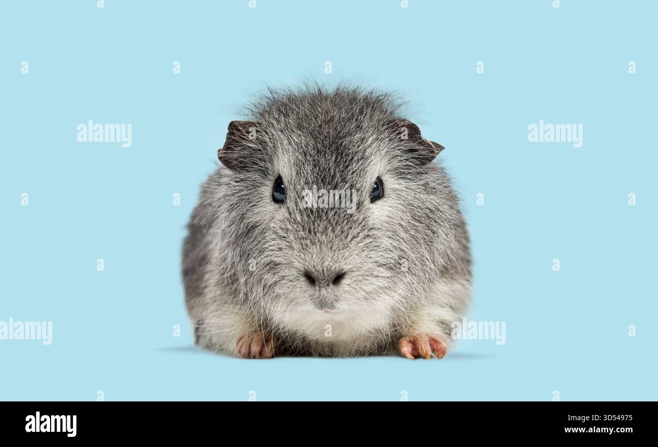 Cobaye gris et blanc assis, regardant droit devant Banque D'Images