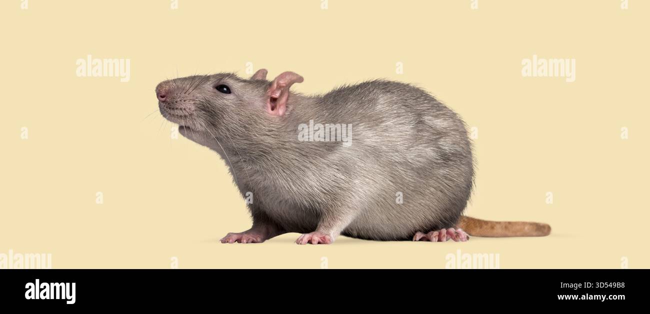 Rat gris fantaisie debout reniflant sur un fond isolé propre Banque D'Images