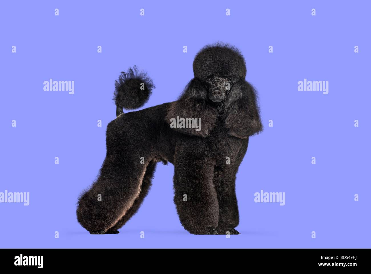 Caniche noir standard debout avec son clip de spectacle soigné, regardant vers l'avant Banque D'Images