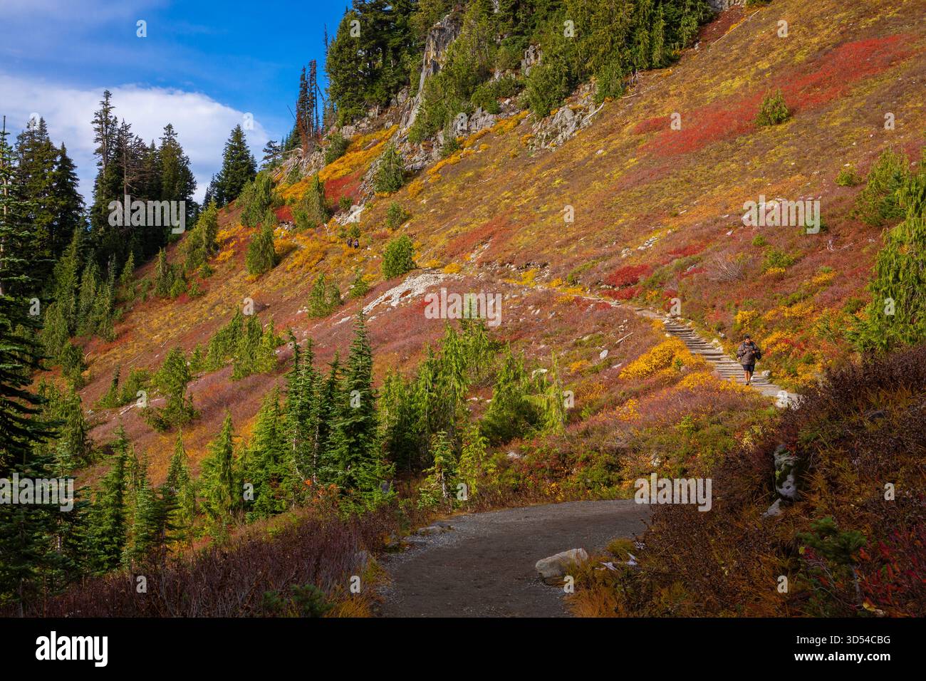 Un randonneur marche sur un sentier entouré de feuillage d'automne luxuriant à Mt. Parc national Rainier dans l'État de Washington Banque D'Images