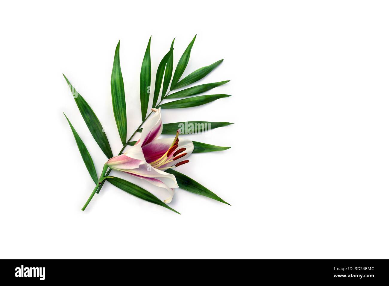 Fleur blanche rose liliy, feuille de palmier tropical sur fond blanc avec espace pour le texte. Vue de dessus, pose à plat Banque D'Images