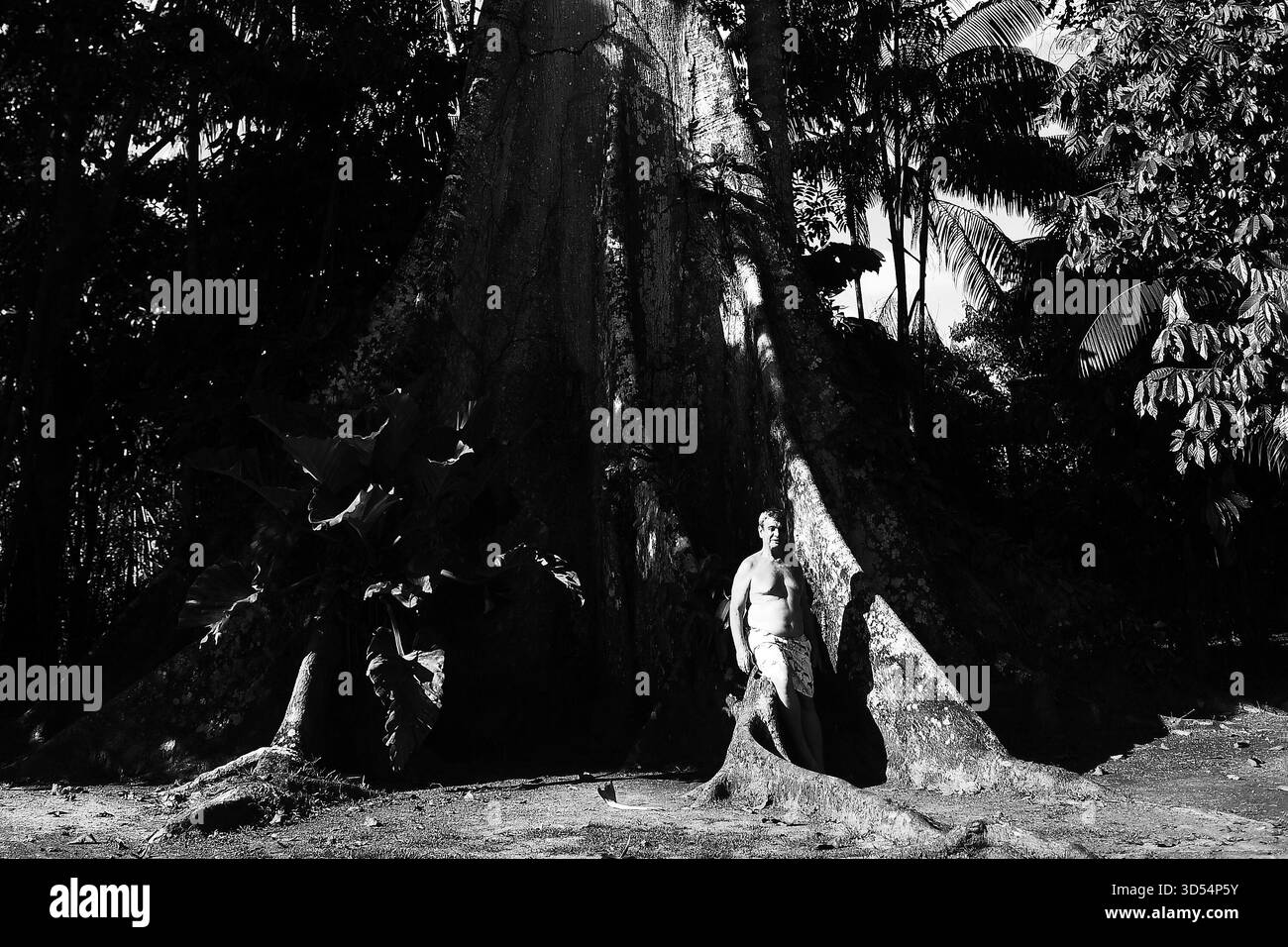 Belém, Brésil, 10 novembre 2025. Sumaúma, un arbre gigantesque de l'Amazonie, connu comme la mère de la forêt, situé dans la région nord du Brésil. Banque D'Images