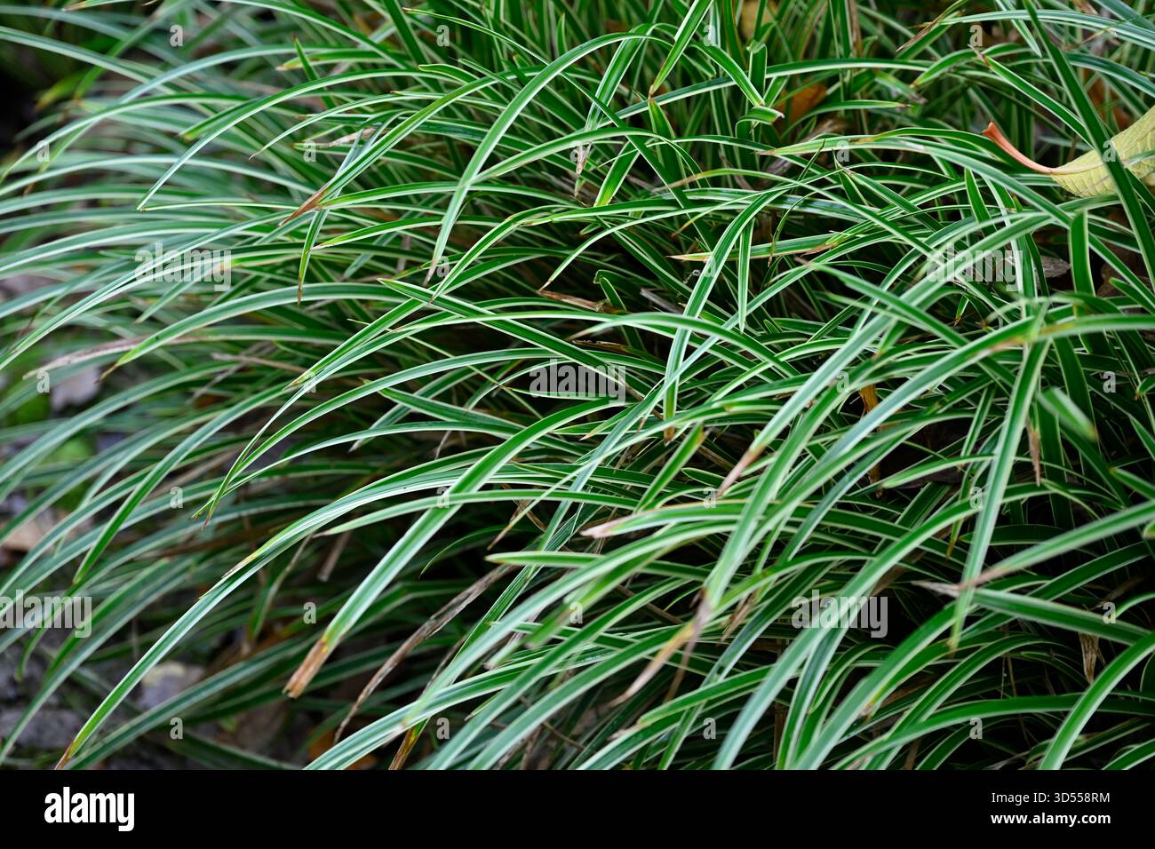 Sedge panaché vert et blanc Carex morrowii 'Ice Dance', jardin britannique novembre Banque D'Images