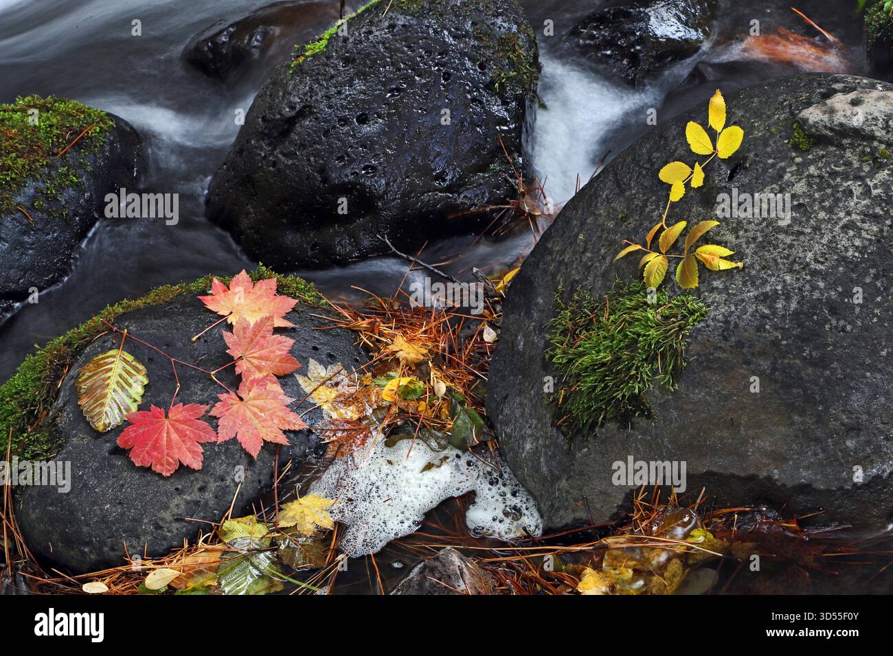 Une collection de feuilles d'automne tombées, y compris le saule et l'érable de vigne, virant au rouge et au jaune sur le bord d'un petit ruisseau de montagne, dans la Cascade Mo Banque D'Images
