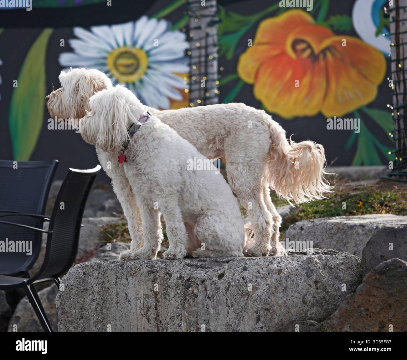Deux grands chiens Golden Doodle blancs bien dressés attendent leur maître dans une zone commerciale de Bend, Oregon. Banque D'Images