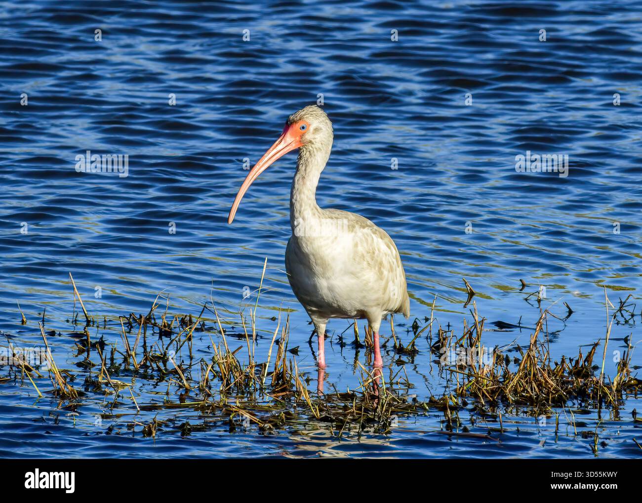 Ibis blanc américain Banque D'Images