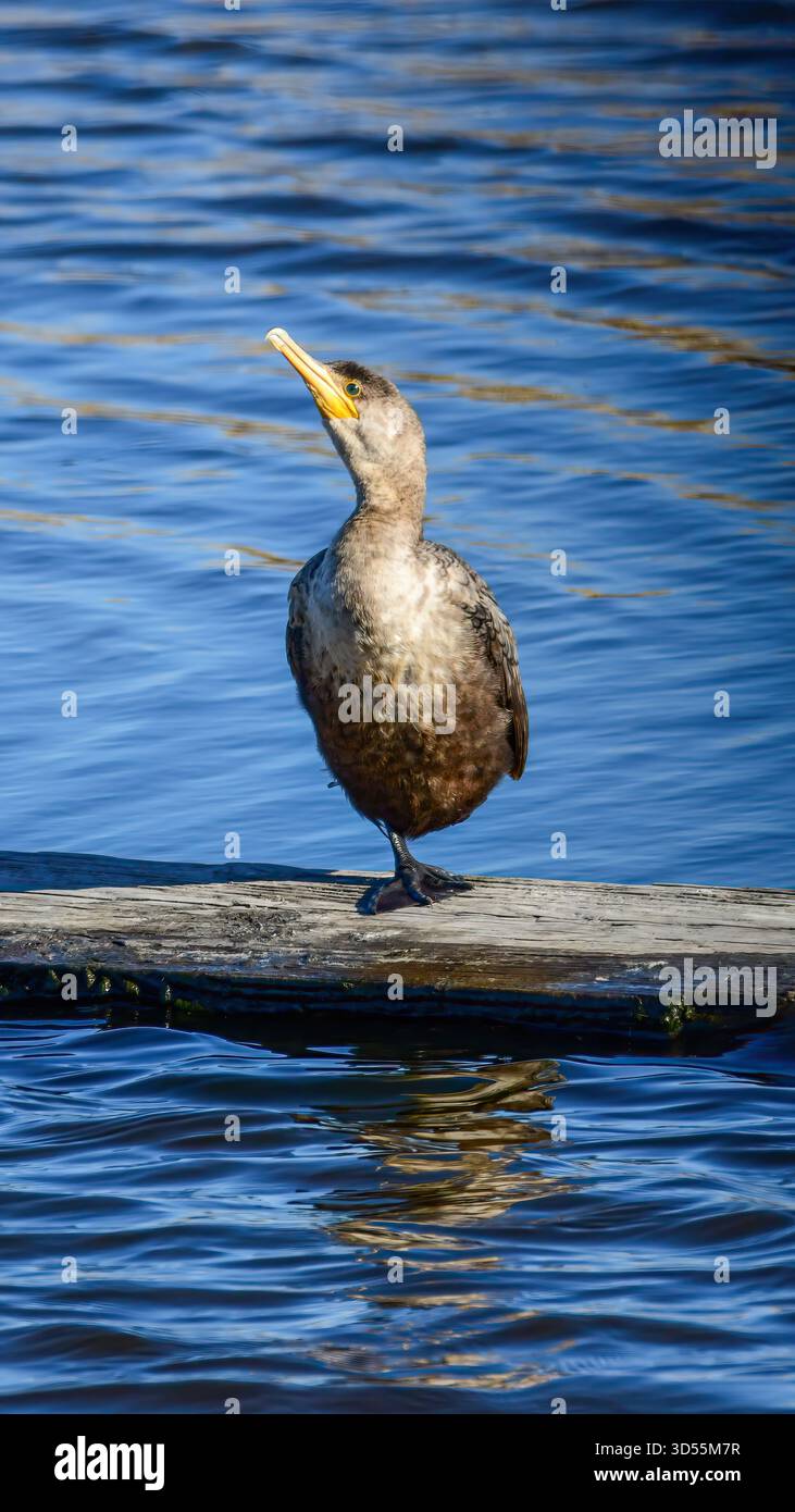 Un Cormoran à double crête debout. morceau de bois Banque D'Images