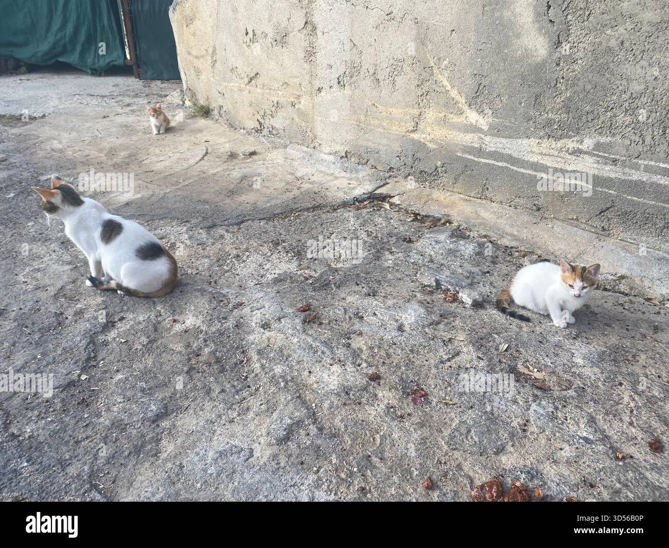 Trois chats de rue se reposant au soleil Banque D'Images