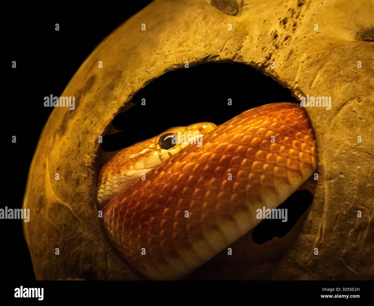 serpent de maïs blotti dans un trou rond d'un présentoir en bois Banque D'Images