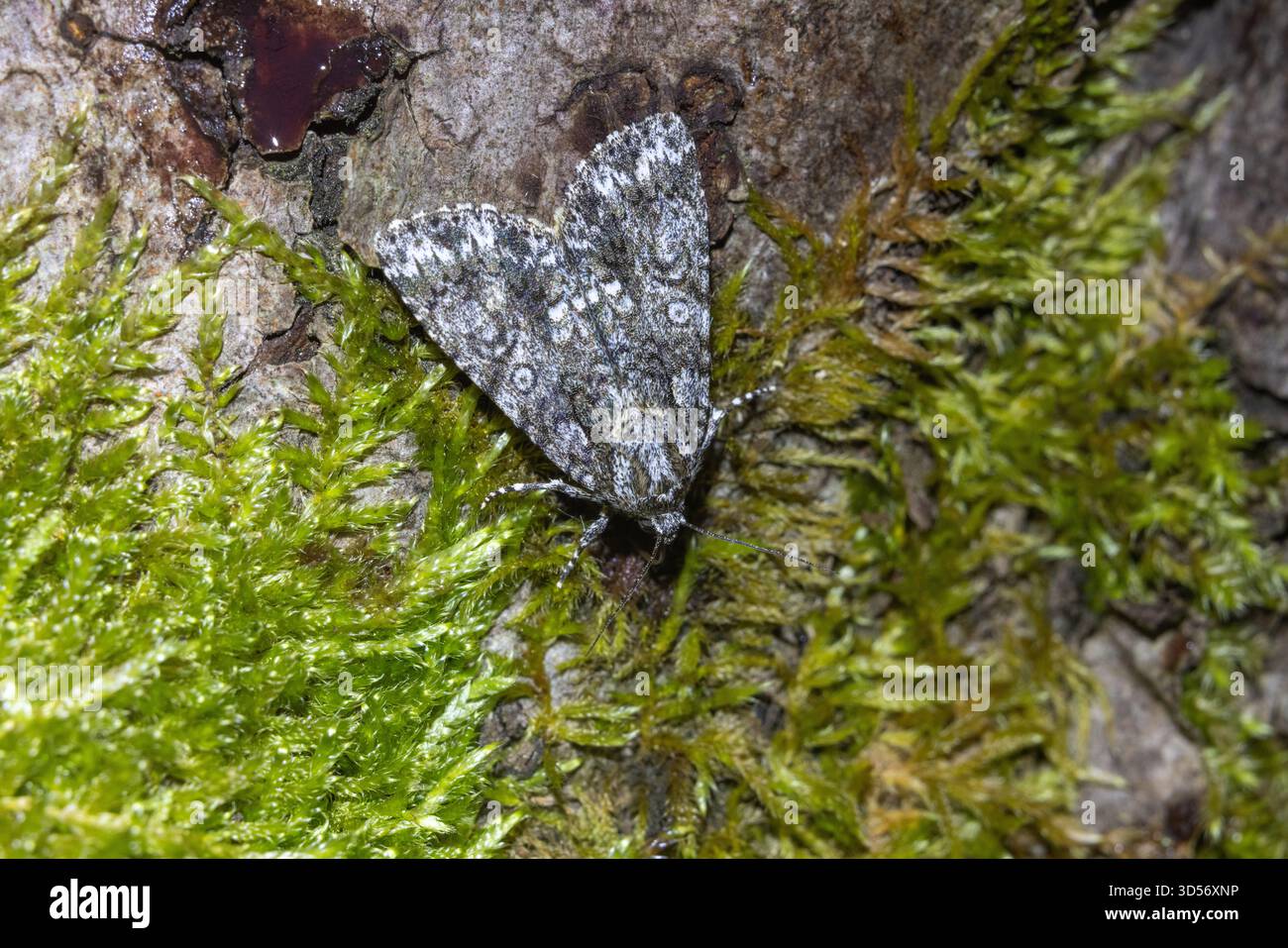 Acronicta rumicis Banque D'Images