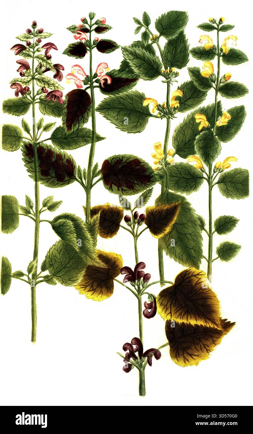 Botanik, Pflanzen, Lamium galeobdolon luteum, Goldnessel, Lamium spurium, Lamium maculatum Gefleckte Taubnessel, Lamium pannonicum, Riesen-Taubnessel, Banque D'Images