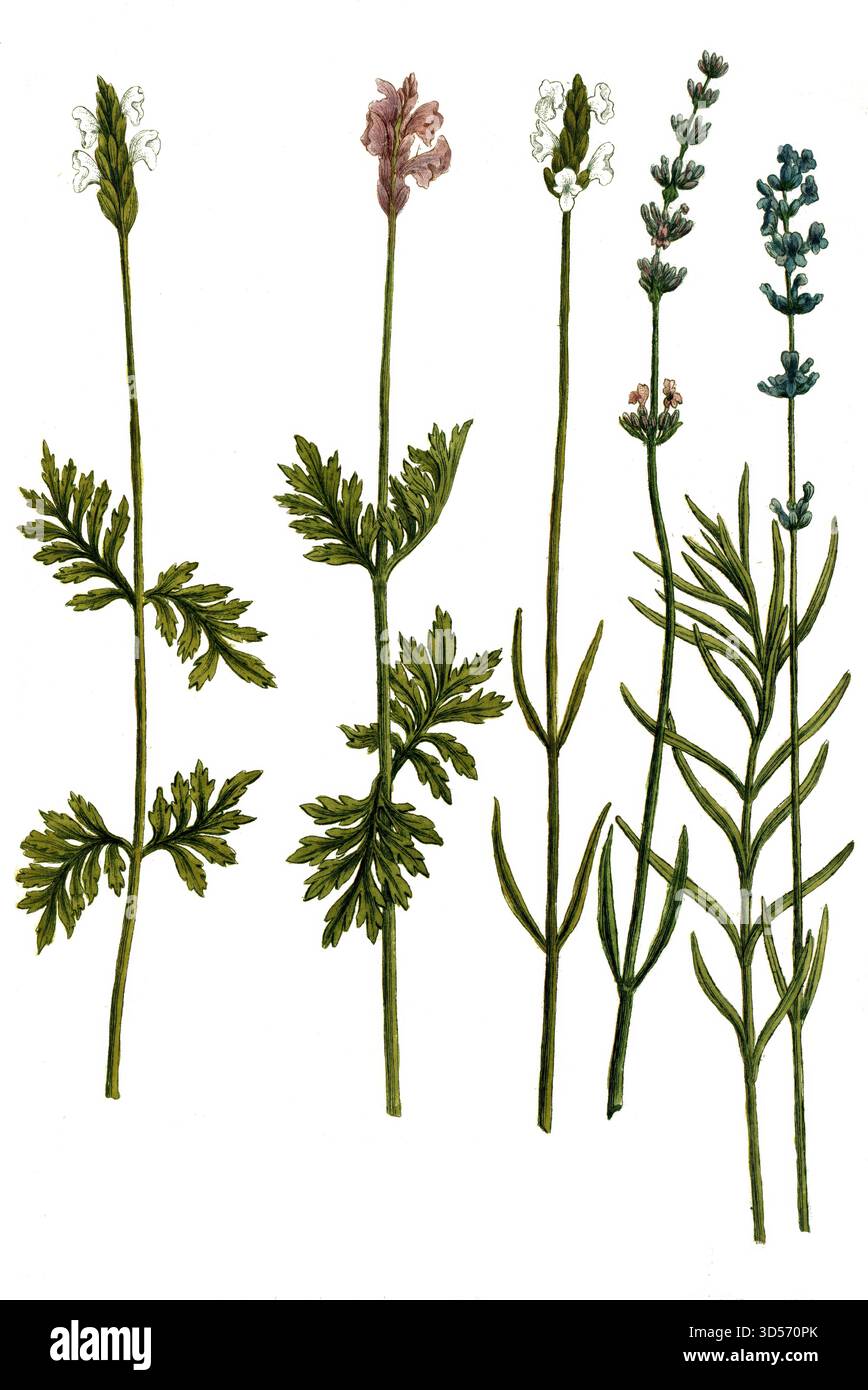 Botanik, Pflanzen, Variationen des Lavendel, a. Lavendula latifolia, b. Lavendula flore albo, c. Lavendula angustifolia, d. Lavendula folio disecto, e Banque D'Images