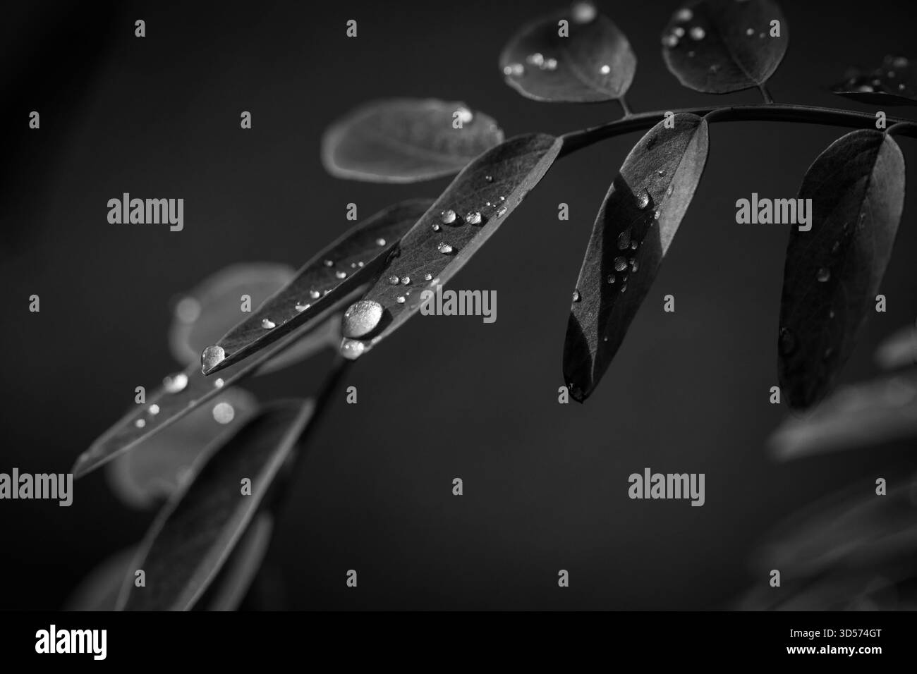 Morning Jewels. Teintes monochromes. Banque D'Images