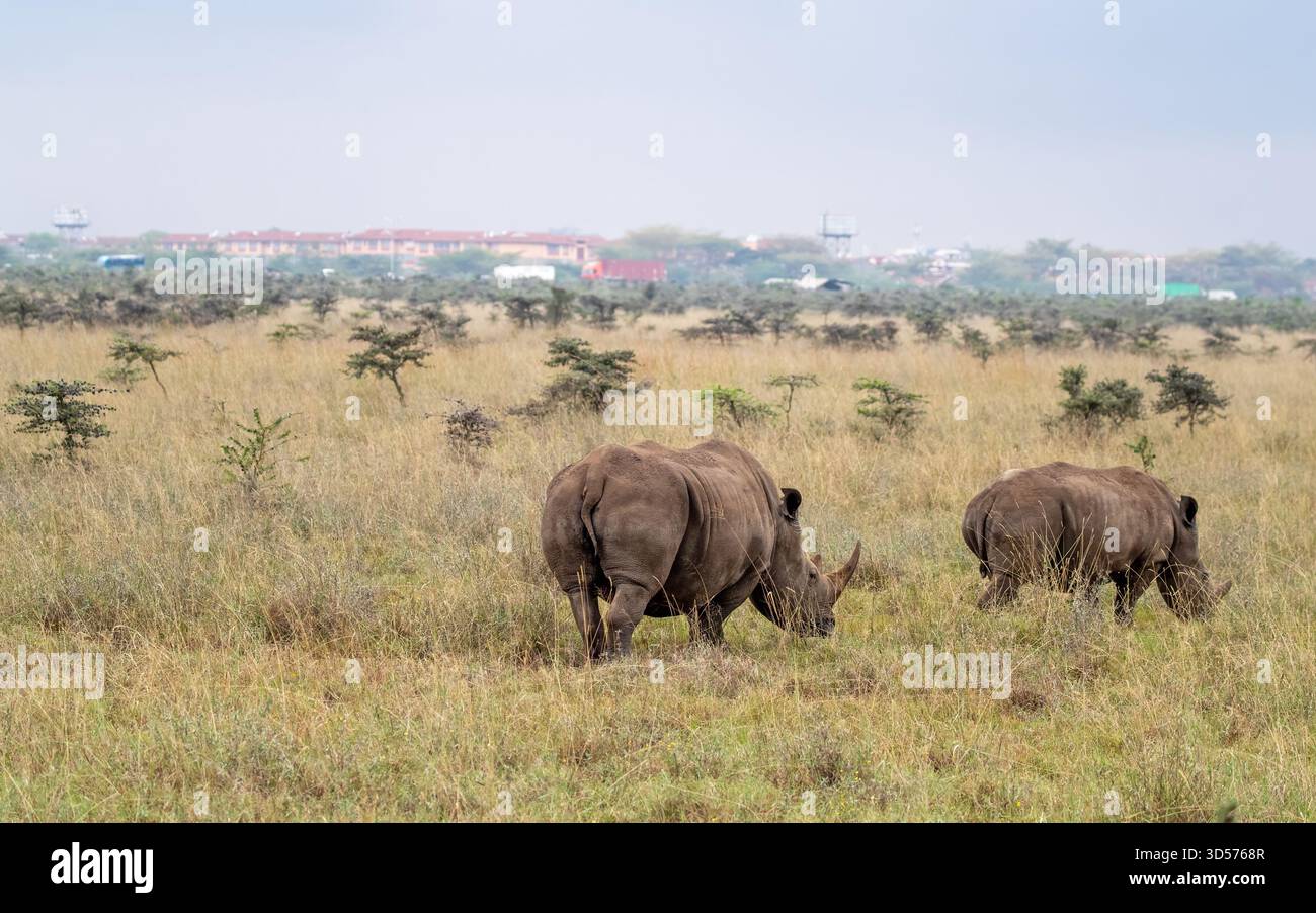 Une paire de rhinocéros blancs marchant dans le parc national de Nairobi. L'horizon de la ville et la circulation peuvent être vus en arrière-plan. Banque D'Images