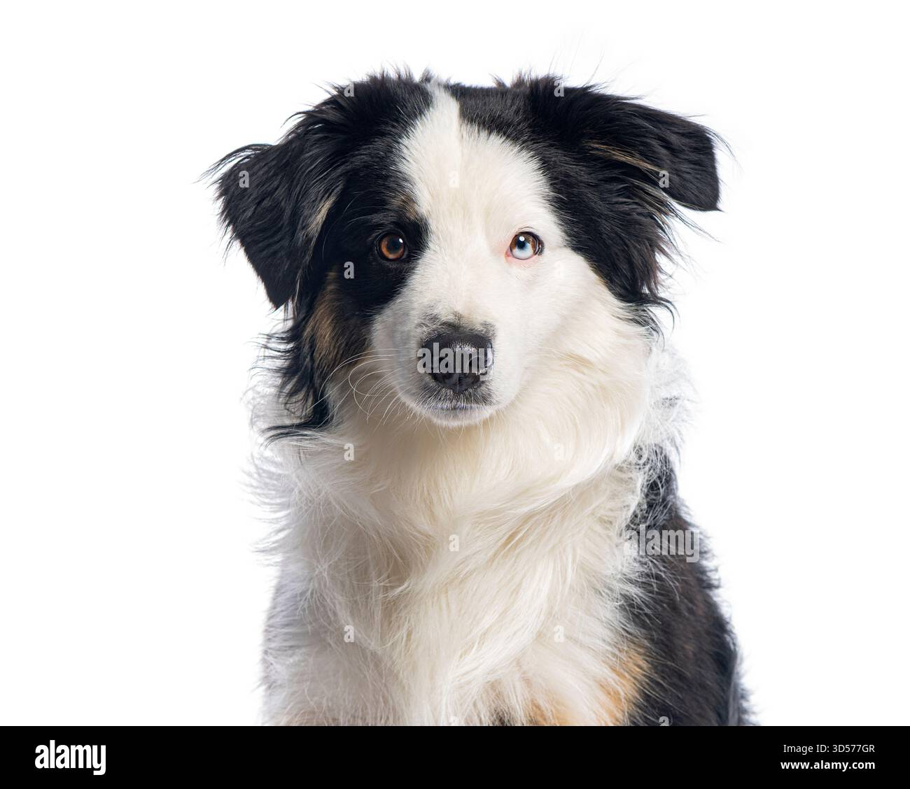 Portrait d'un berger américain miniature regardant vers l'avant, isolé sur un fond blanc Banque D'Images
