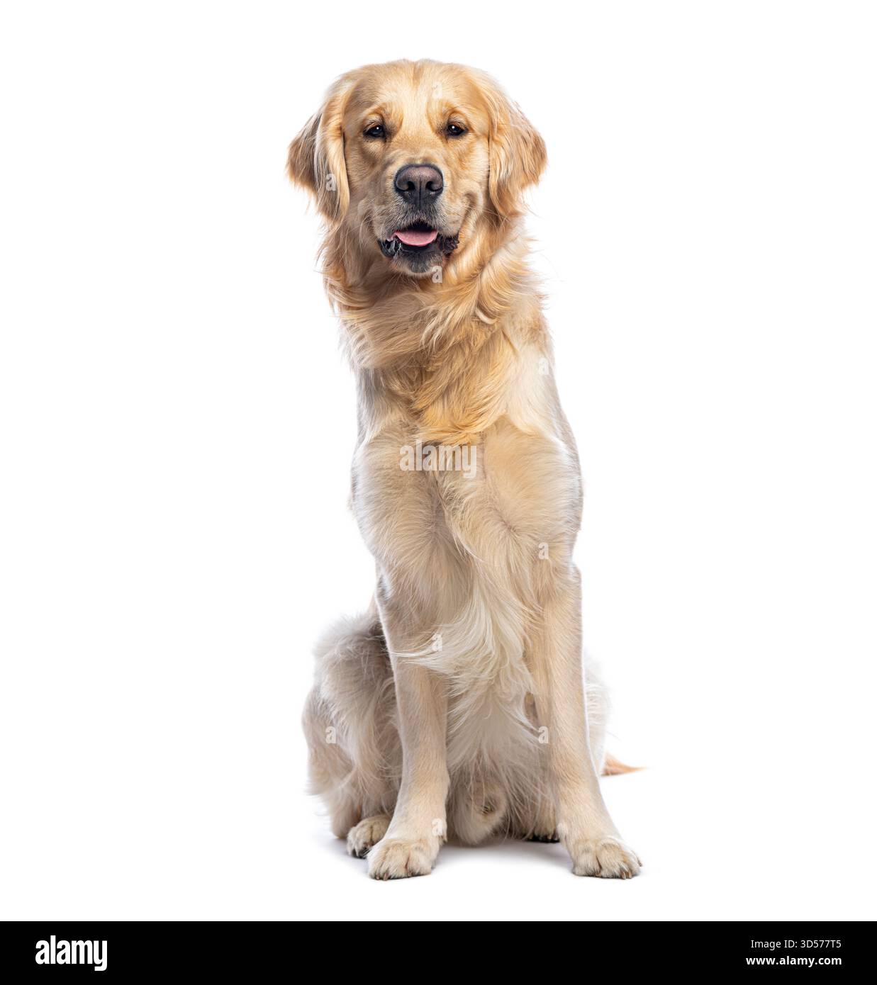 Golden retriever assis et regardant vers l'avant sur fond blanc Banque D'Images