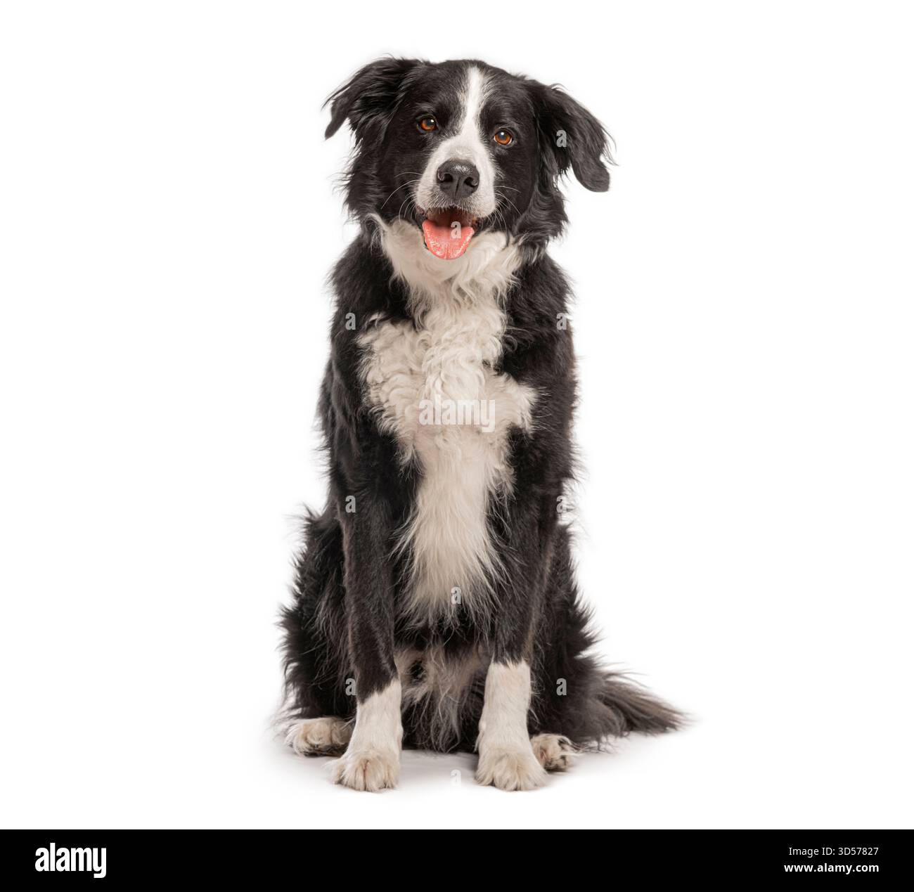 Frontière collie assis et haletant sur fond blanc, regardant vers l'avant Banque D'Images