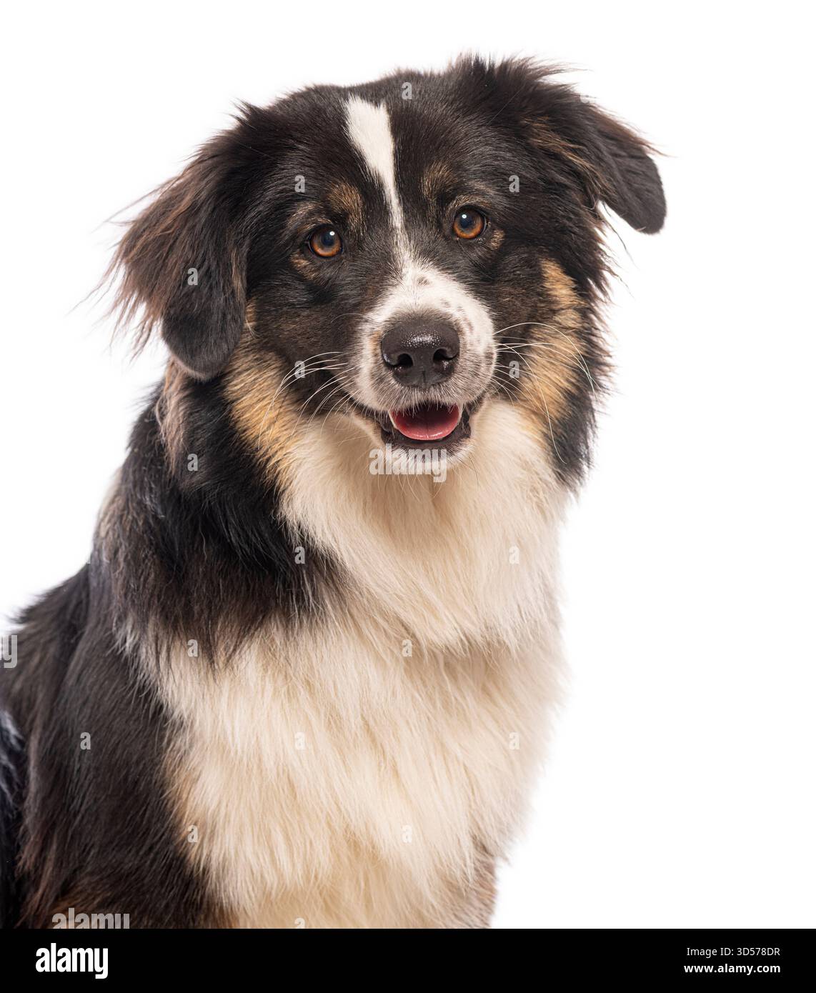 Portrait d'un chien de berger australien assis et regardant vers l'avant sur un fond blanc Banque D'Images