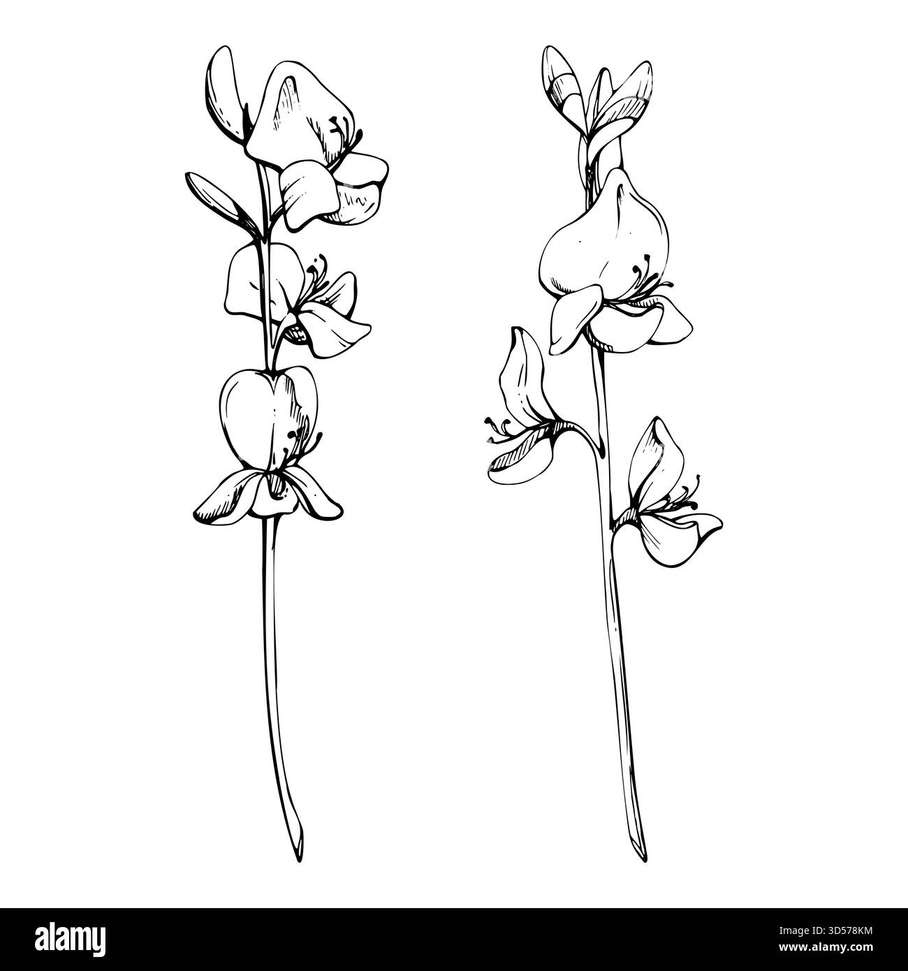 Spartium balai espagnol Rush tiges de fleurs méditerranéennes dessinées à la main à l'encre vectorielle. Famille de pois légumineux, plante de décoration de jardin. Objet unique isolé Illustration de Vecteur