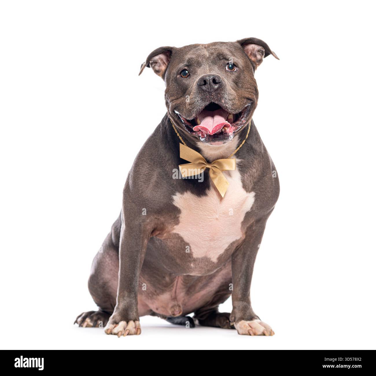 Adorable chien Bully américain portant un noeud papillon doré, assis et haletant sur un fond blanc Banque D'Images