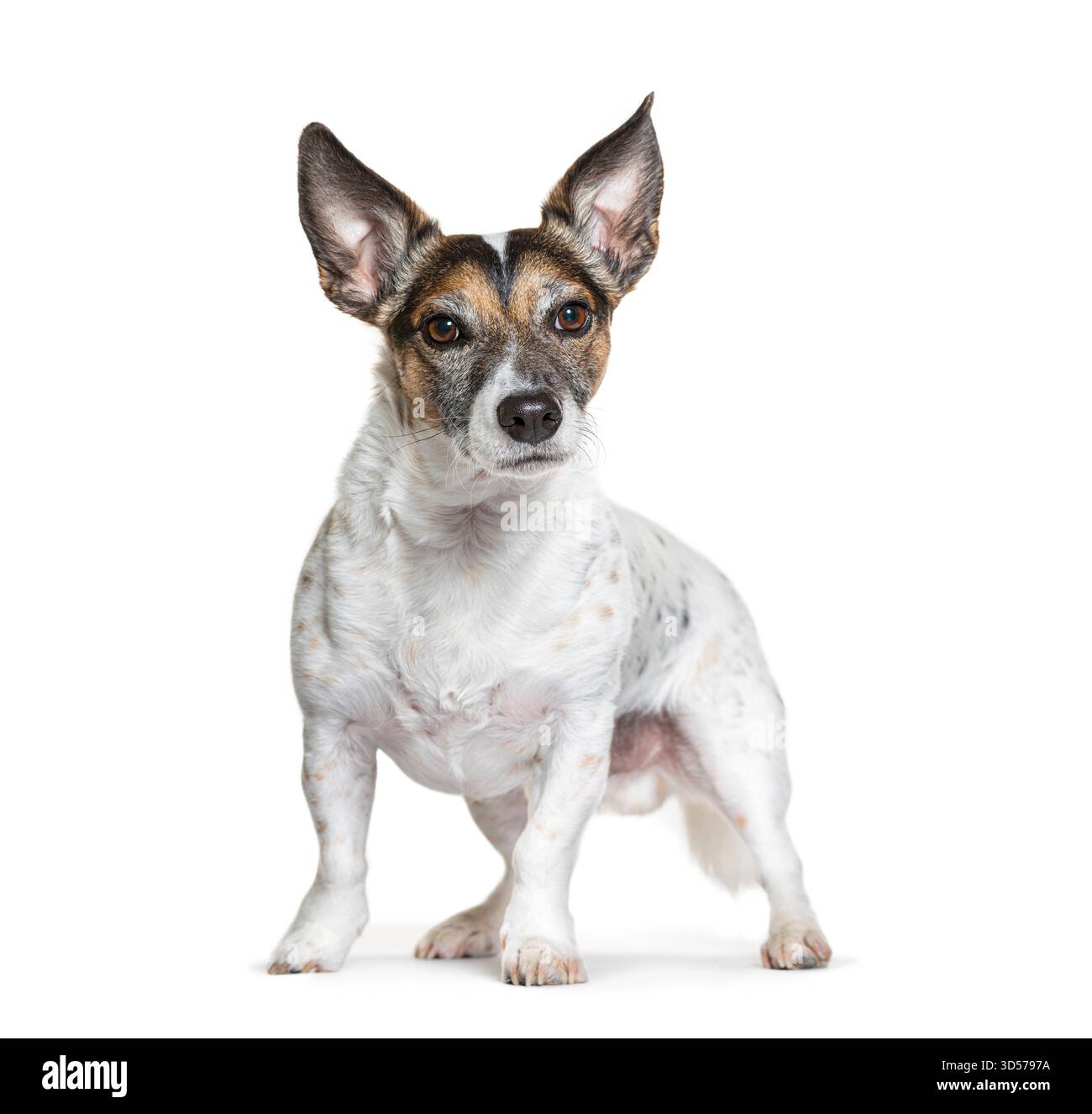 Jack russell Terrier debout et regardant vers l'avant, isolé sur fond blanc Banque D'Images