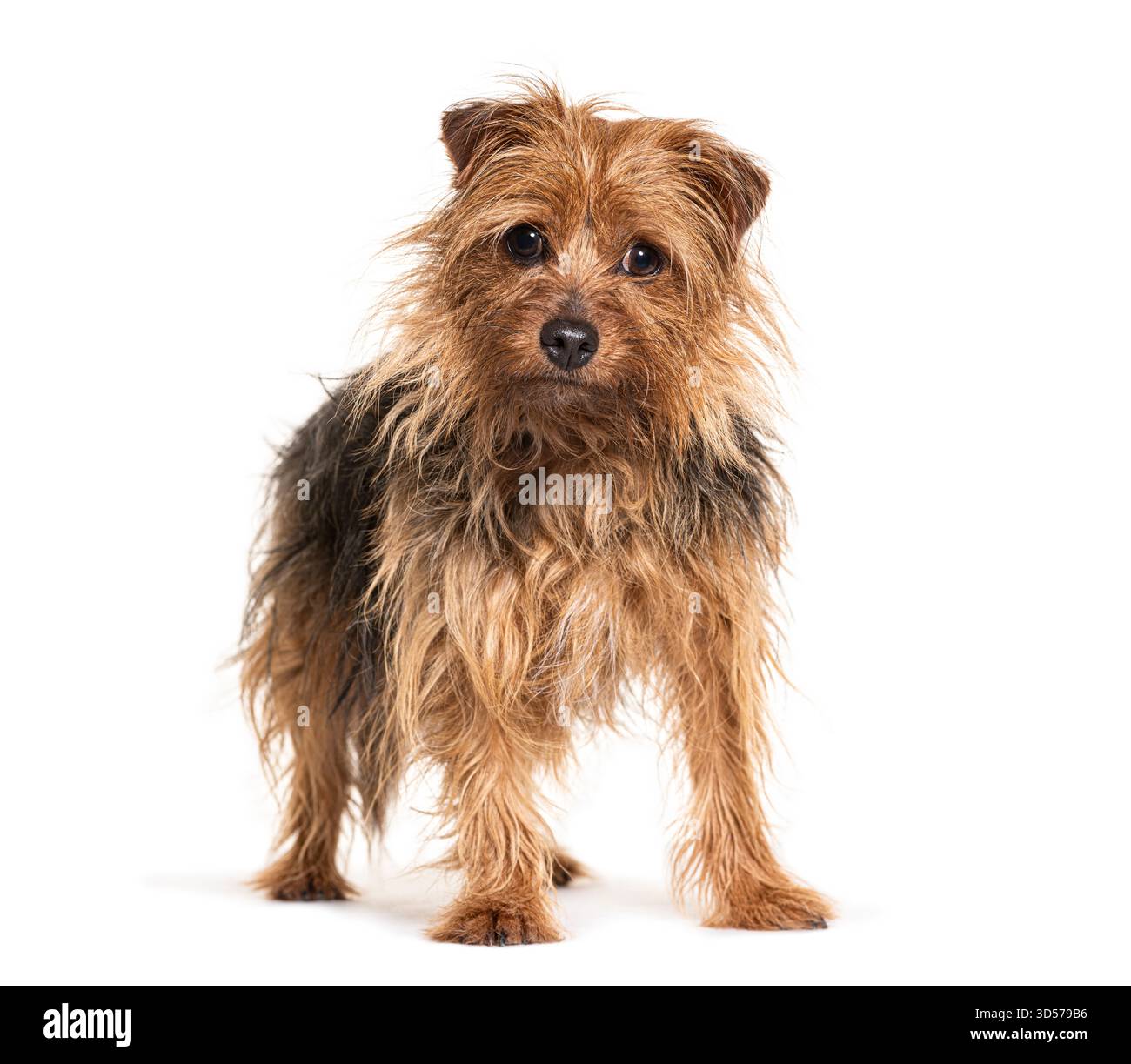 Adorable terrier norfolk debout et regardant vers l'avant sur fond blanc Banque D'Images