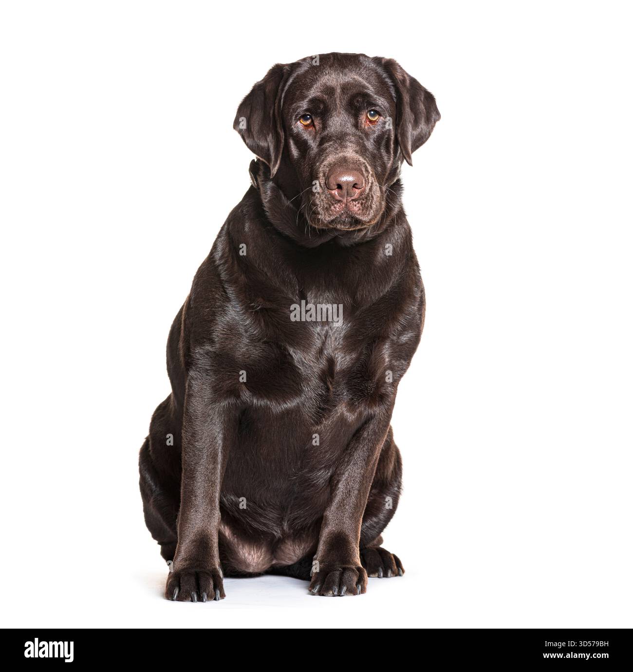 Chocolate labrador retriever assis et regardant vers l'avant sur fond blanc Banque D'Images