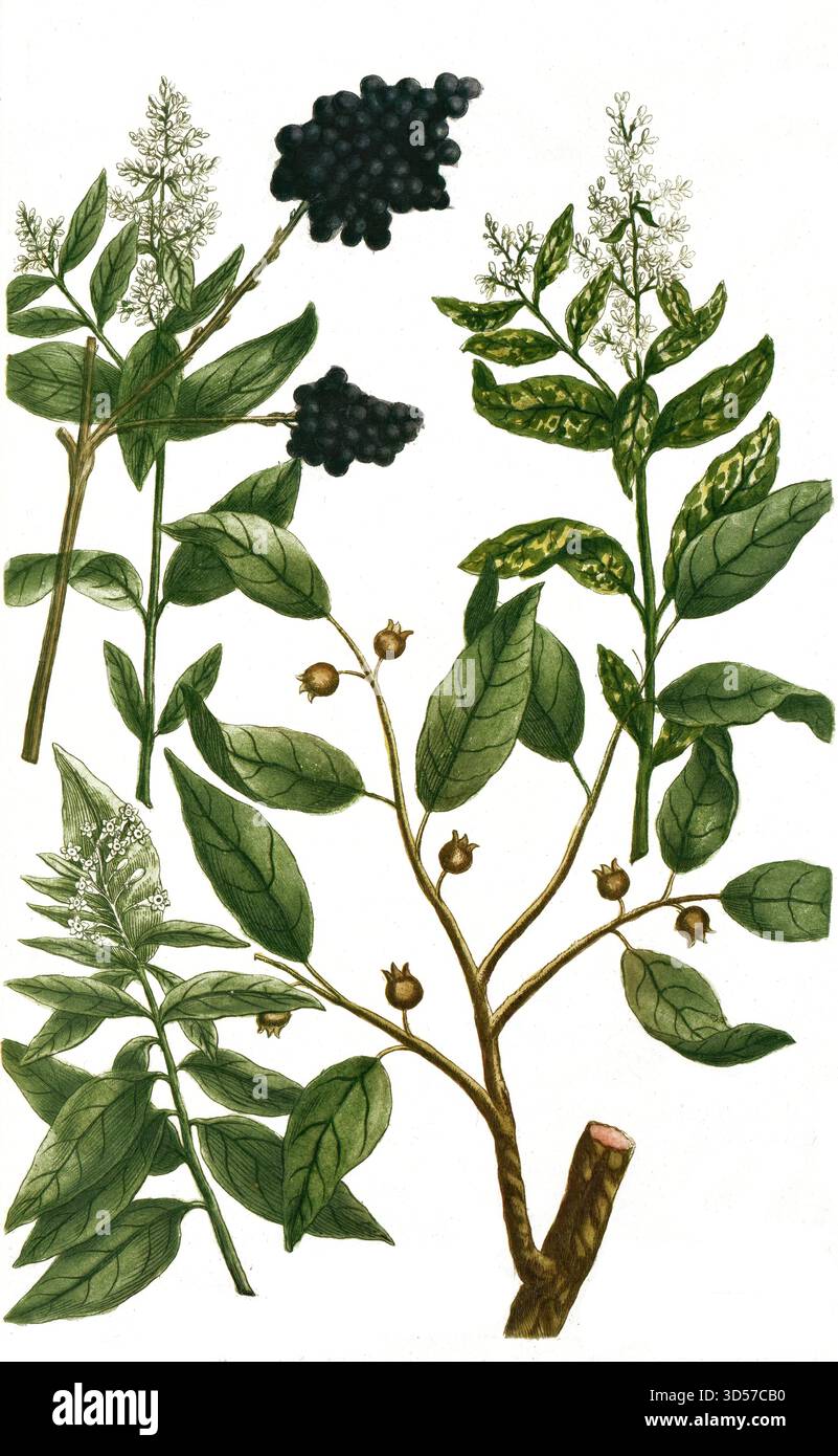 Botanique, plantes, a. lignun indicum syn Cassia cariopyllata, clou de girofle cannelle, b. Ligustrum officinale, canard, c. Ligustrum monstrosum, Privet, d. Ligustrum vulgare, Privet commun, historique, authentique, reproduction restaurée numériquement à partir d'un original du XIXe siècle, date d'enregistrement non indiquée Banque D'Images