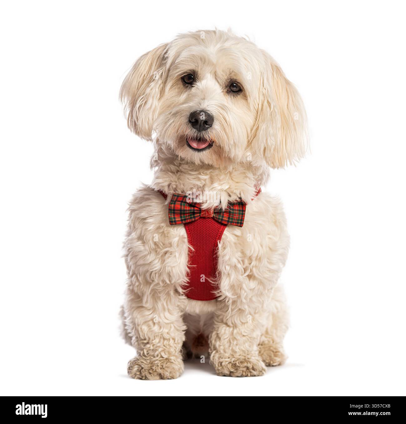 Chien blanc mignon portant un noeud papillon de noël tartan rouge et harnais assis sur un fond blanc Banque D'Images