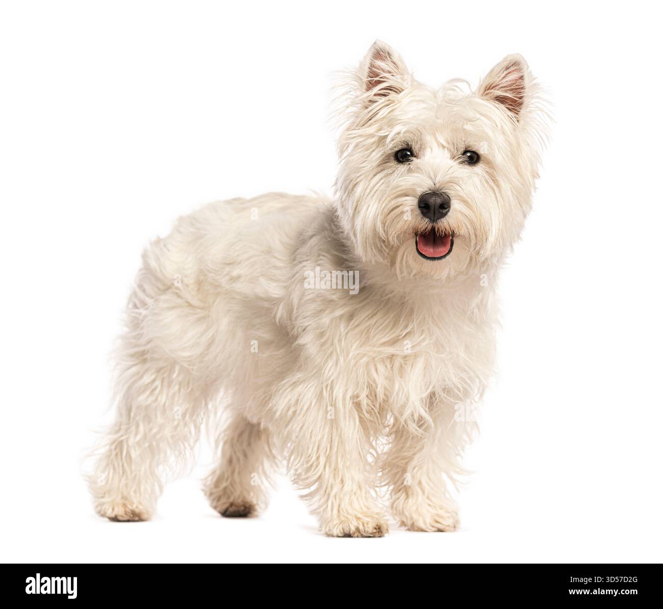 Terrier blanc West Highland haletant, debout sur un fond blanc Banque D'Images