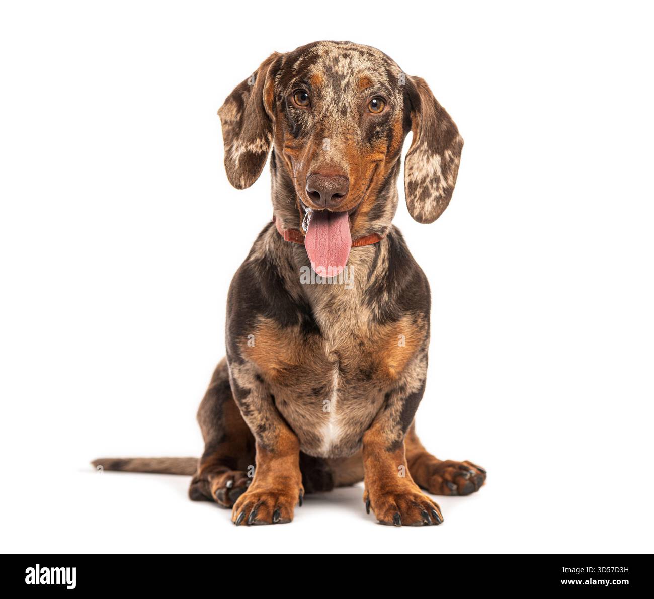 Photo studio d'un mignon teckel merle haletant, assis et regardant vers l'avant sur fond blanc Banque D'Images