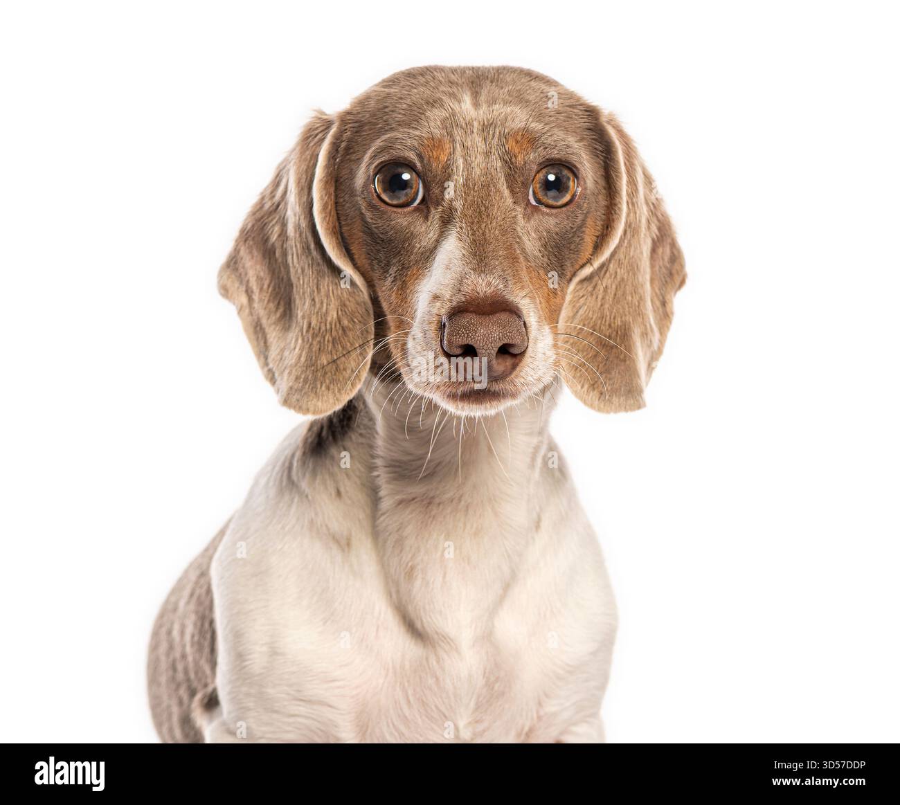 Adorable chien Teckel posant pour un portrait en gros plan sur fond blanc Banque D'Images