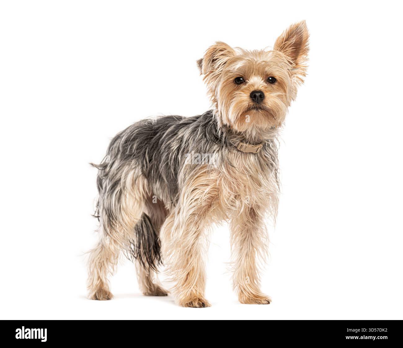 Yorkshire terrier debout et regardant vers l'avant, isolé sur fond blanc Banque D'Images