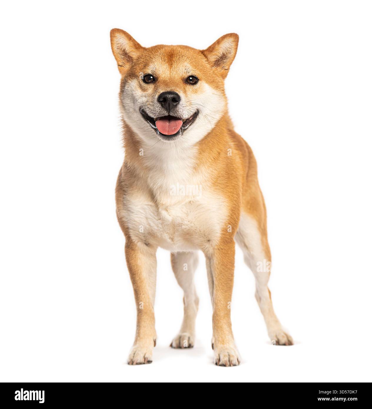Heureux chien shiba inu debout sur un fond blanc, haletant et regardant vers l'avant Banque D'Images