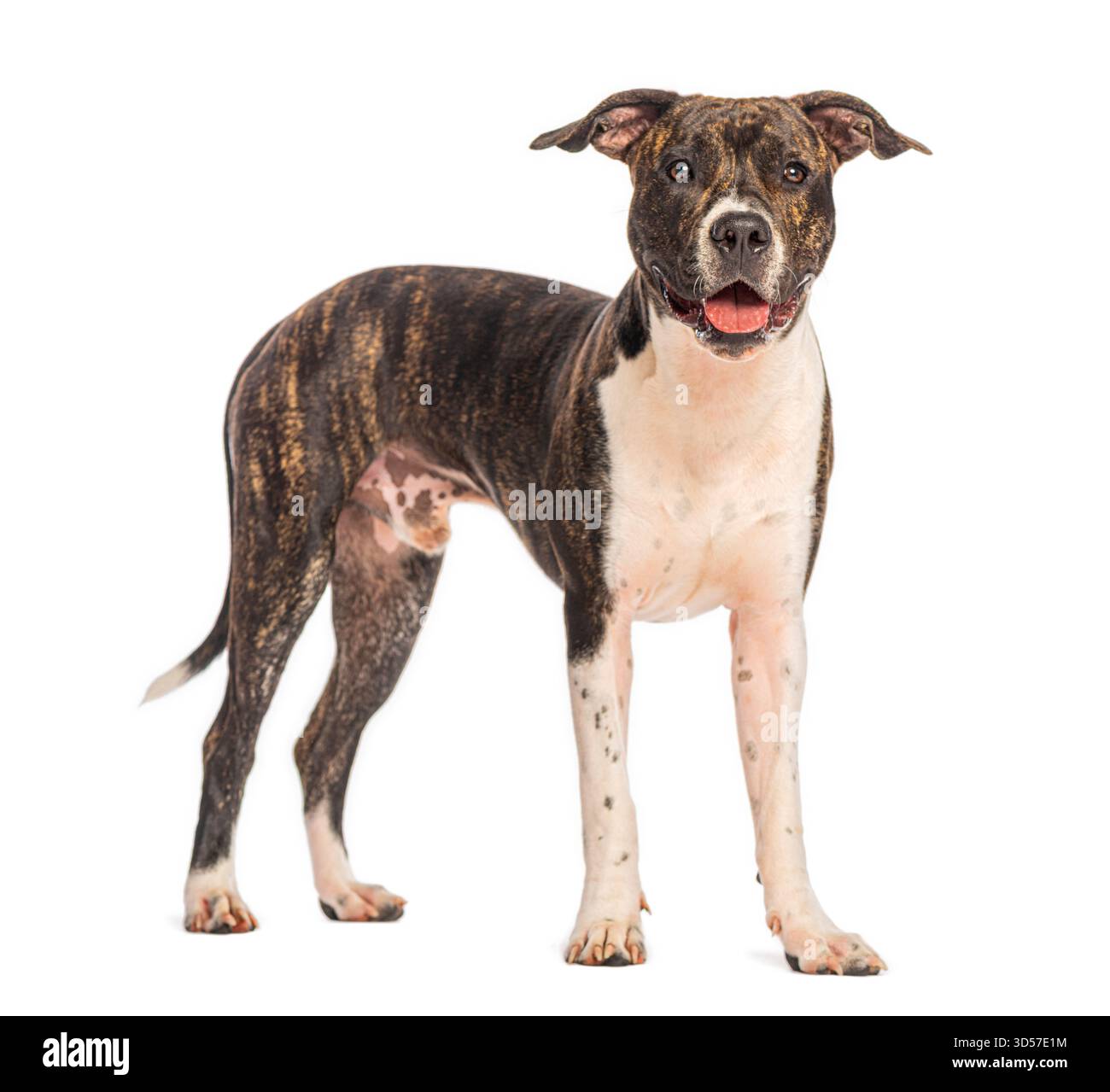 Chien heureux haletant, brindle et blanc american staffordshire terrier debout sur fond blanc Banque D'Images