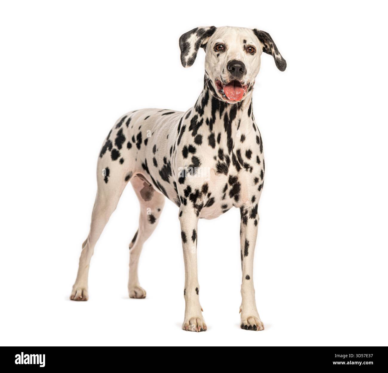 Chien dalmate debout sur un fond blanc, haletant et regardant vers l'avant Banque D'Images