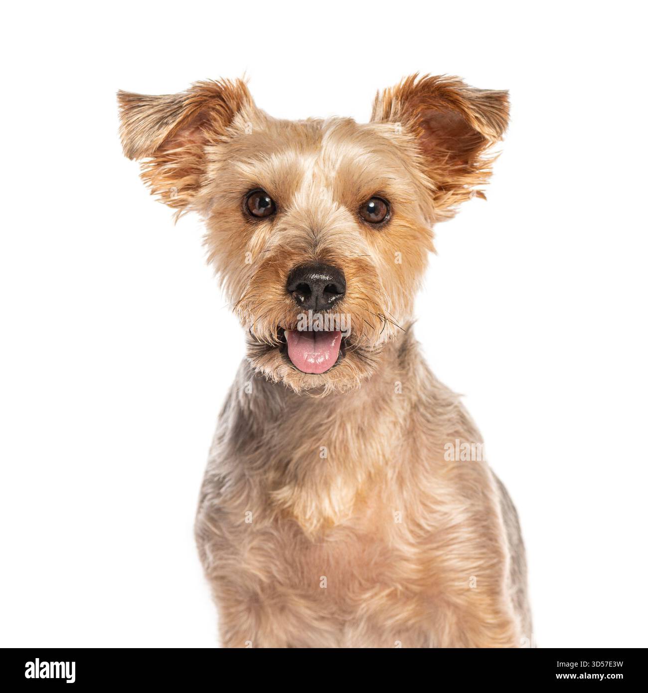 Yorkshire terrier haletant et regardant vers l'avant sur fond blanc, portrait de chien heureux Banque D'Images